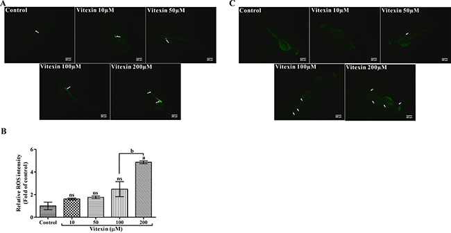 Effect of vitexin on the production of intracellular ROS levels in zebrafish larvae.