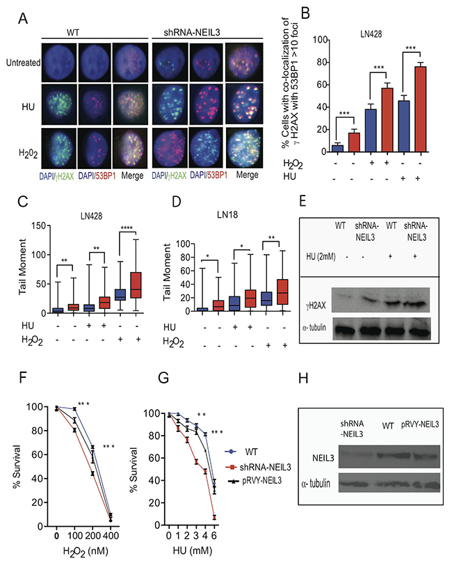 Loss of NEIL3 increases DSBs.