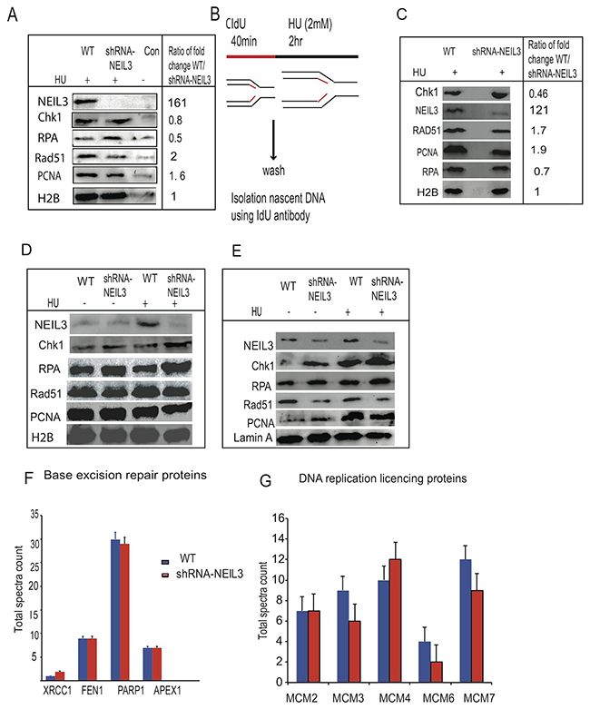 NEIL3 is associated at replication fork during replication stress and its loss impaired the recruitment of replication associated homologous repair proteins.