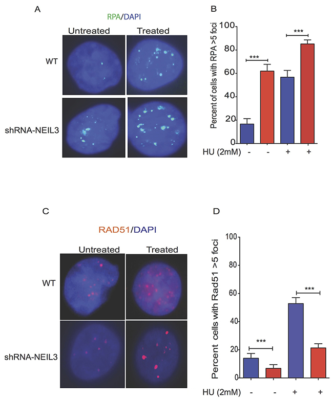 Replication stress alters the localization of Rad51 and RPA in NEIL3 deficient versus proficient cells.