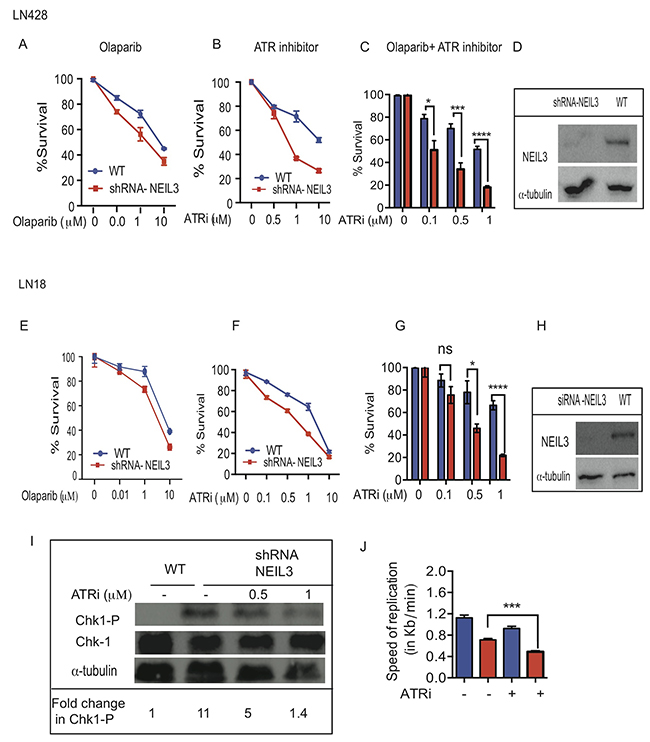 Loss of NEIL3 confers sensitivity to ATR inhibition and synergizes with PARP1 inhibitor.