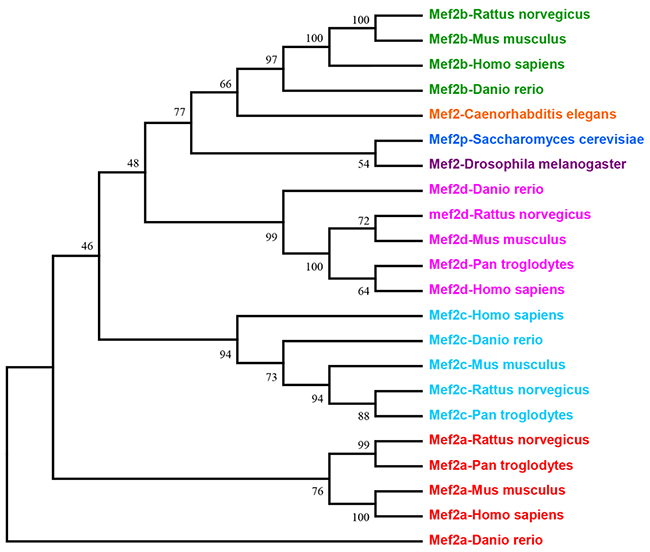 This is the phylogenetic tree of MEF2 family.