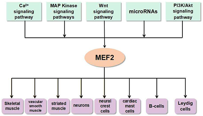 The link between MEF2 proteins and signals in various types of cells and tissues.