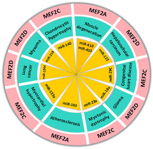 The regulation of MEF2 proteins by microRNAs in human diseases.