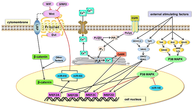 The function of MEF2 proteins in signaling pathways.