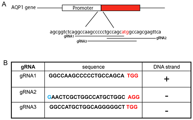 Guided RNAs design of human AQP1gene.
