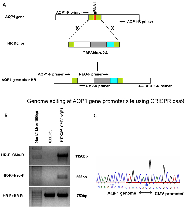 Genome editing at the AQP1 gene promoter site using CRISPR-Cas9 and establishing the integrated stable cell line of HEK293.