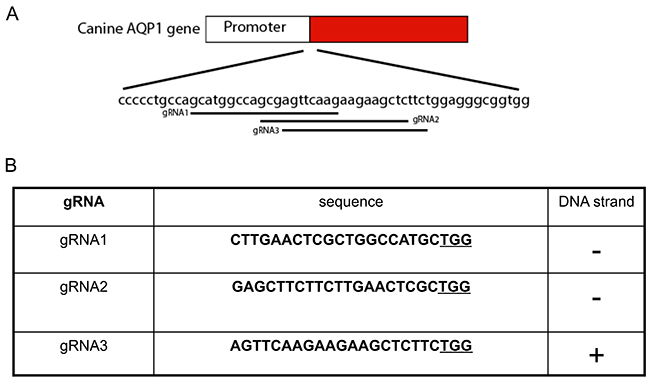 Guided RNA design for the canine AQP1.