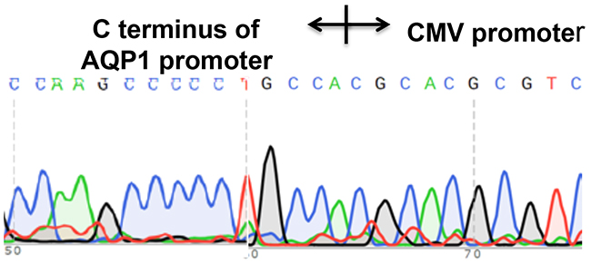 A CMV-Neo-2A fragment was accurately inserted by homologous recombination into the AQP1 genome locus.