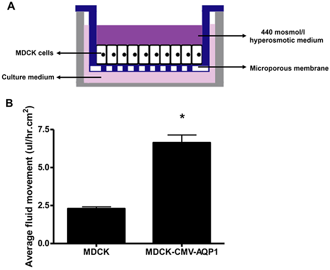Functional assay of MDCK stable cell line: Fluid movement measurement.