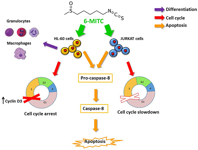 6-MITC inhibits HL-60 and Jurkat cell proliferation via modulating molecular pathways involved in differentiation, cell cycle progression and apoptosis.
