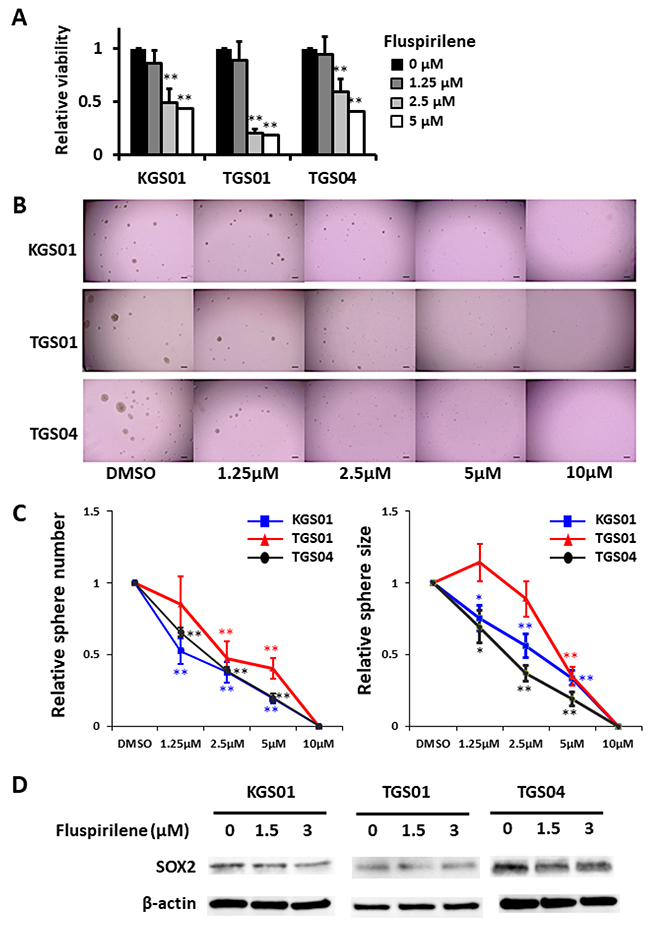 Fluspirilene inhibited viability and suppressed sphere-forming ability of three stem cell lines in a dose-dependent manner by down-regulating SOX2.
