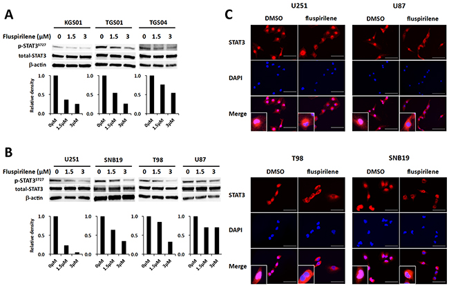 Inhibition of STAT3 activity and modulation of STAT3 translocation into the nucleus by fluspirilene.