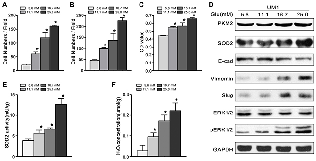 High glucose promotes the migration and invasiveness of TSCC in vitro.