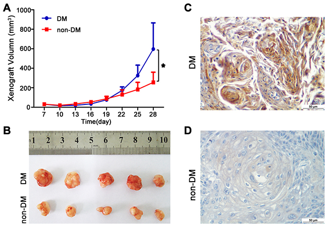 High glucose promotes tumour growth of TSCC in vivo.
