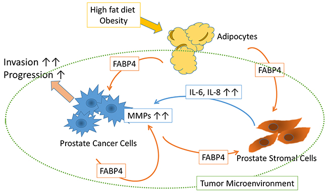 Schematic of the putative effect of FABP4 on the tumor microenvironment.