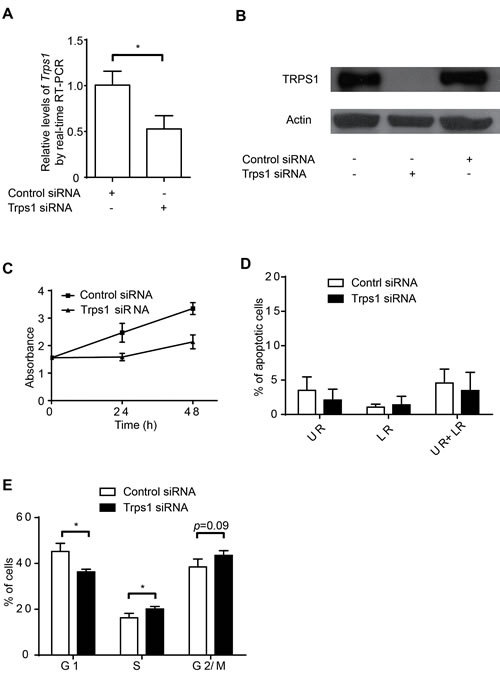 TRPS1 promotes cell proliferation by controlling cell cycle progression.