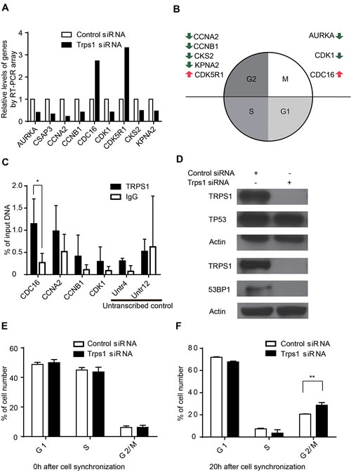 TRPS1 regulates cell cycle progression by controlling the expression of cycle cell genes.