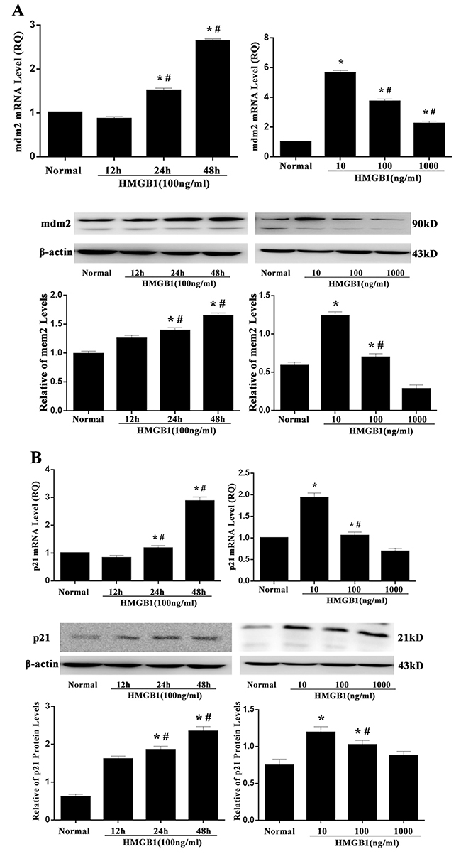 mRNA and protein levels of mdm2 and p21 after treatment with HMGB1.