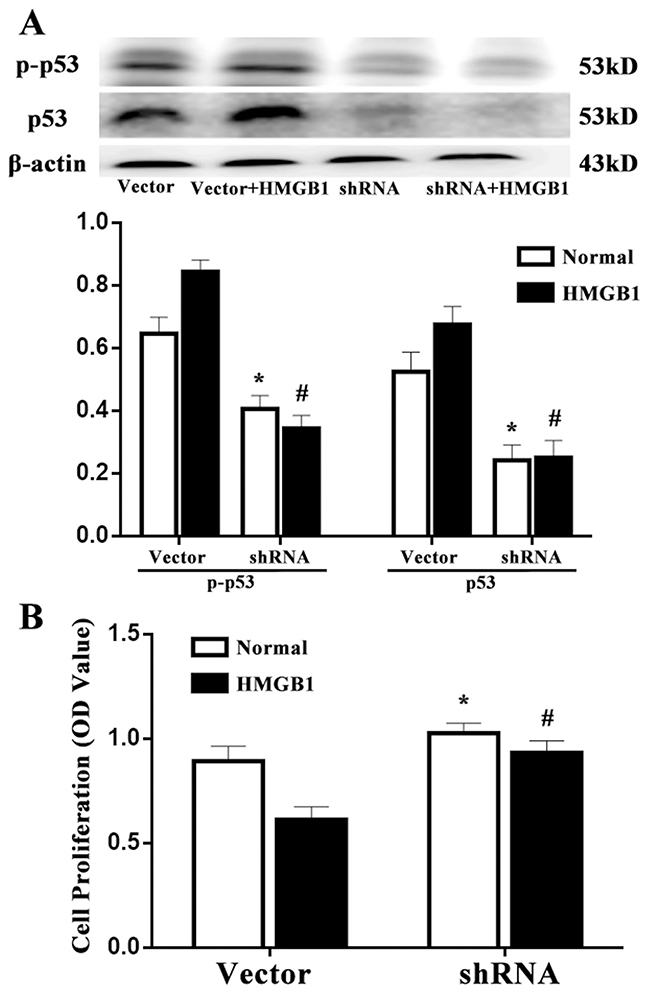 Effects of p53 on T-cell proliferation induced by HMGB1.