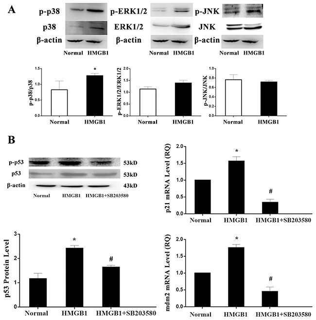 HMGB1 induced p53 activation was regulated by p38 MAPK.