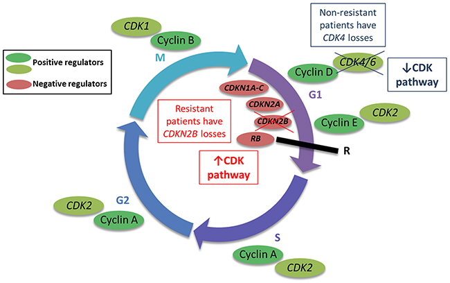 Copy number alterations (CNAs) in the cyclin-dependent (cyclin D) pathway may regulate progression through the cell cycle.