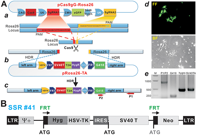 A CRISPR/Cas9-based SV40 T-antigen immortalization strategy by targeting Rosa26 locus.