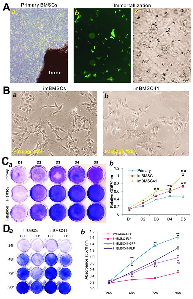 Immortalization of mouse bone marrow stromal stem cells (mBMSCs).
