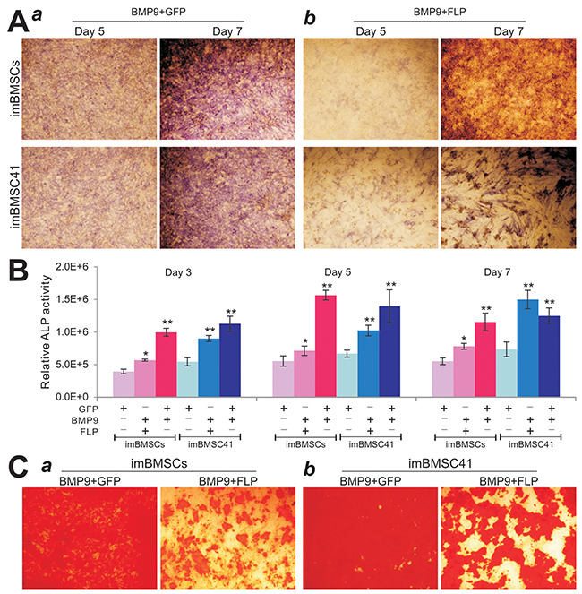 BMP9 induces effective osteogenic differentiation in the imBMSCs and imBMSC41 cells in vitro.
