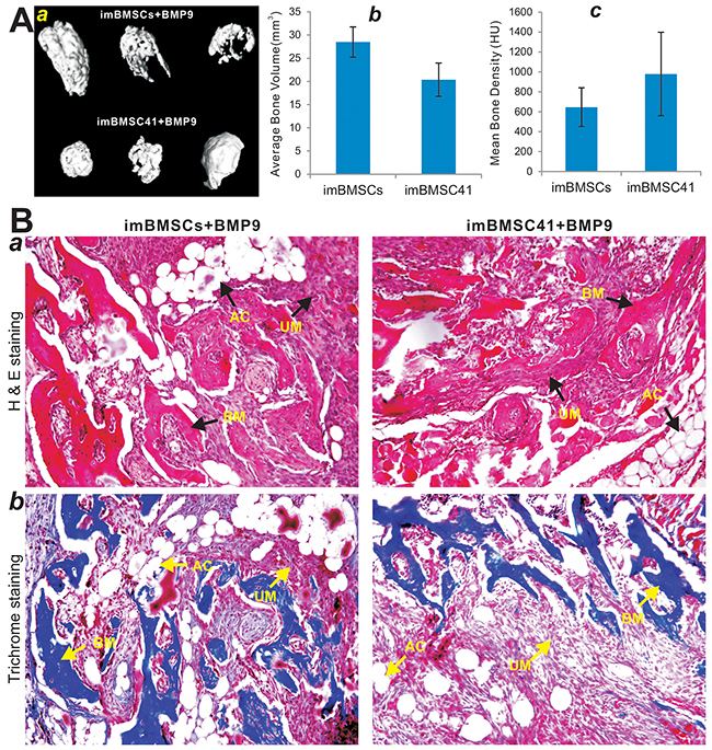 BMP9 induces robust ectopic bone formation from the imBMSCs and imBMSC41 cells in vivo.