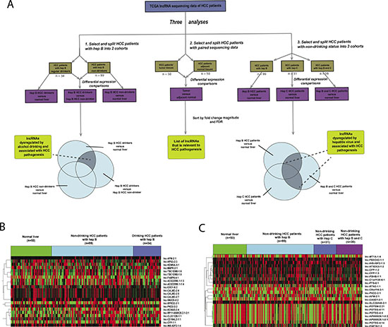 Identification of alcohol and hepatitis-dysregulated lncRNAs.