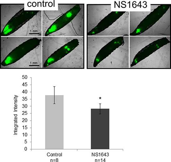 NS1643 arrests RasV12 tumor growth in Drosophila melanogaster.