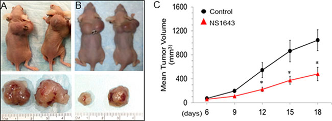 Kv11.1 stimulation inhibits primary tumor growth in xenograft model of breast cancer.