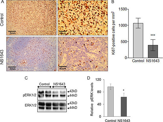 NS1643 treatment decreases tumor proliferation markers.