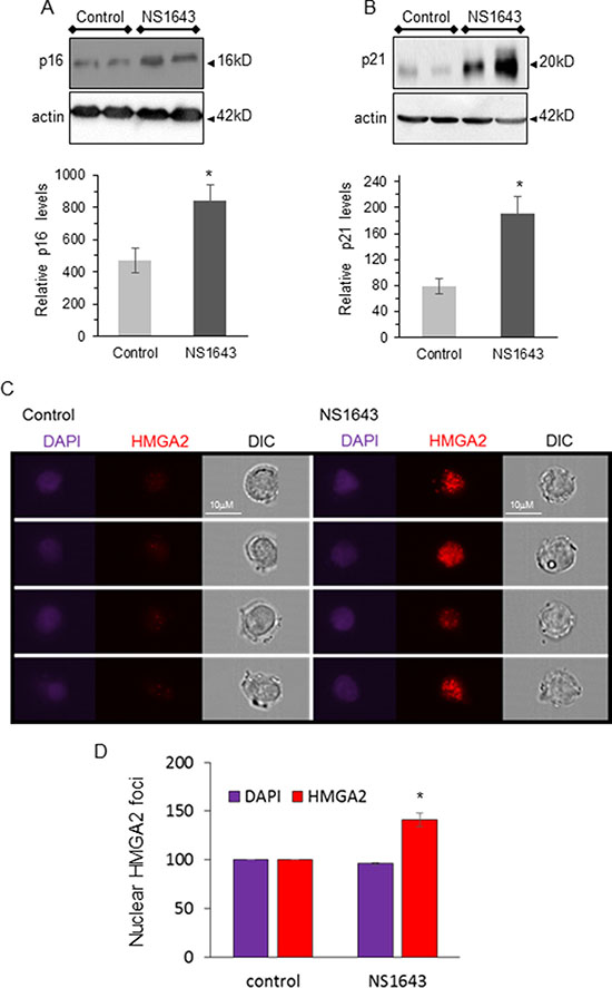 NS1643 treatment increases senescence markers