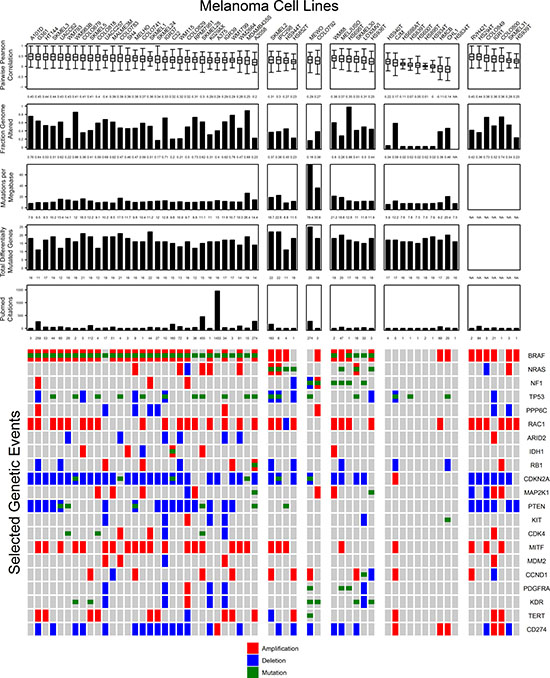 Important genomic features of melanoma cell lines relative to tumor samples are summarized with representative figures of comparisons to tumors.