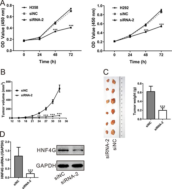 HNF4G knockdown suppressed the proliferation of lung cancer cells in vitro and in vivo.