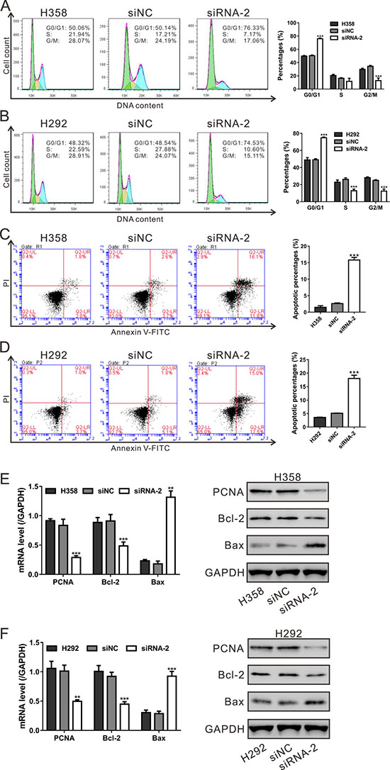 HNF4G knockdown induced cell cycle arrest and cell apoptosis of lung cancer cells.