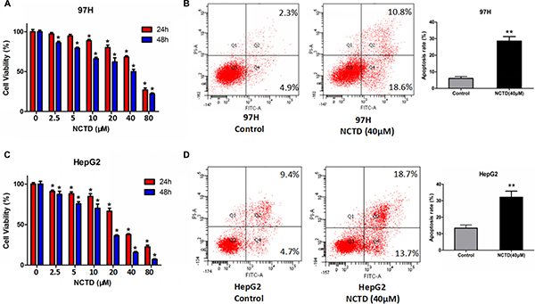 NCTD suppresses cell viability and promotes apoptosis in HCC cell lines.