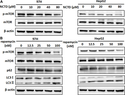 NCTD induces autophagy via suppression of the mTOR pathway.