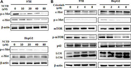 NCTD downregulates the c-Met signaling pathway.