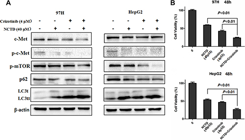 Crizotinib enhances NCTD cytotoxicity.