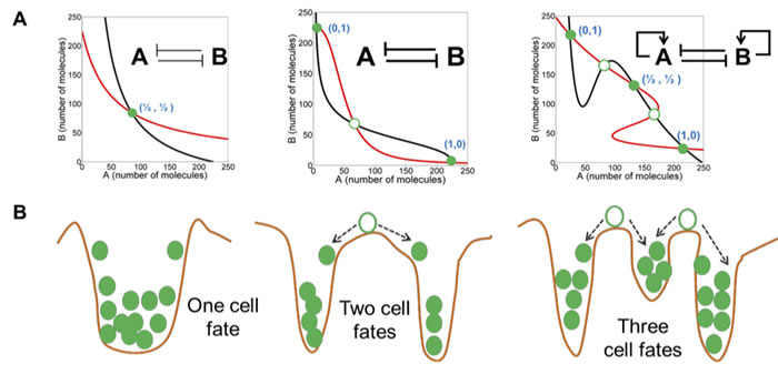 Figure 1: Symmetry breaking in mutually inhibitory feedback loops (from Jolly et al).