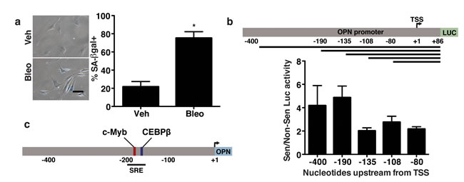 The senescence-responsive region of the OPN promoter contains c-Myb and C/EBP&#x3b2; binding sites.