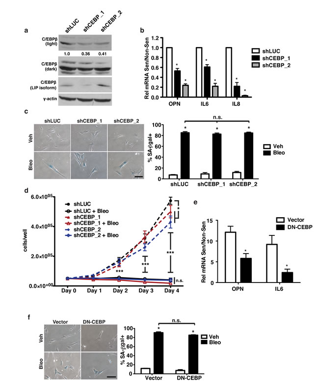 C/EBP&#x3b2; is required for OPN induction in response to senescence.