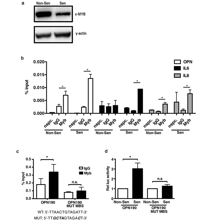 OPN induction in senescent cells requires c-Myb binding to the OPN promoter.