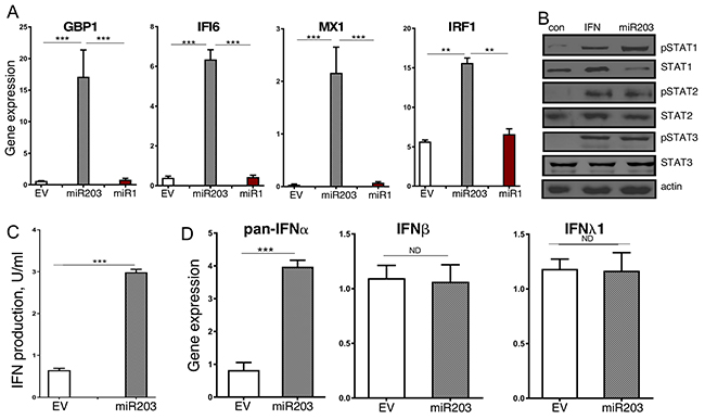 Enforced miR-203a expression results in constitutive activation of the IFN response pathway.