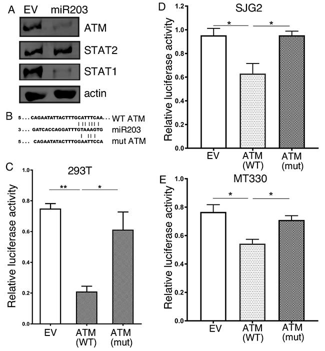 ATM is a miR-203a target gene.