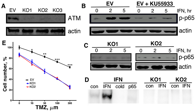 Characterization of ATM-KO MT330 cells.