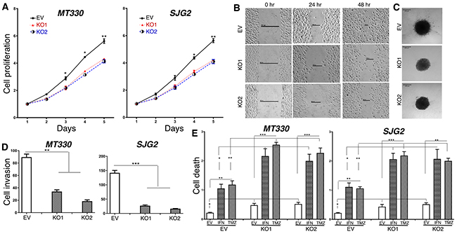 The effects of ATM-KO on glioma cell proliferation, invasion and sensitivity to induction of apoptosis.